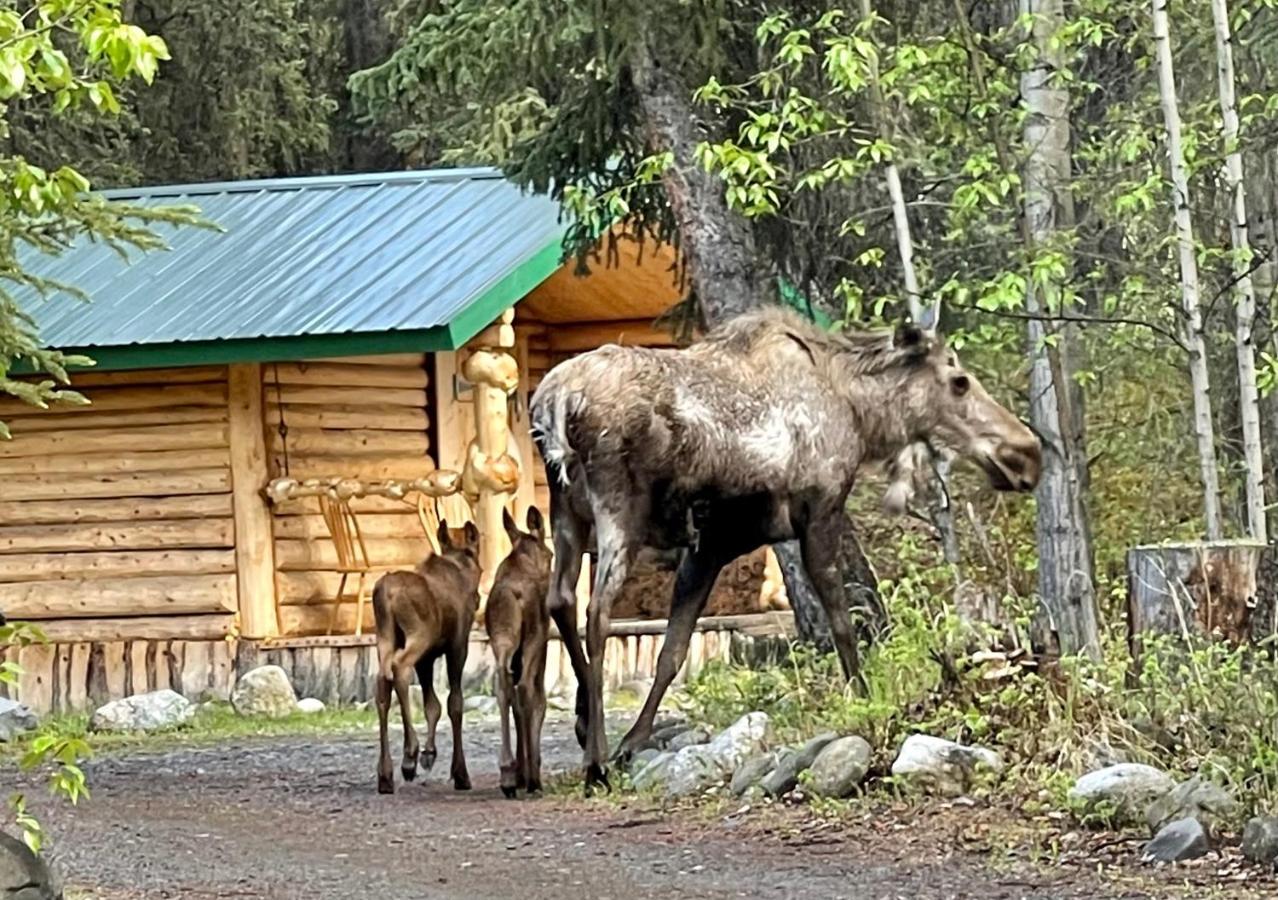 Carlo Creek Cabins Denali Park 외부 사진